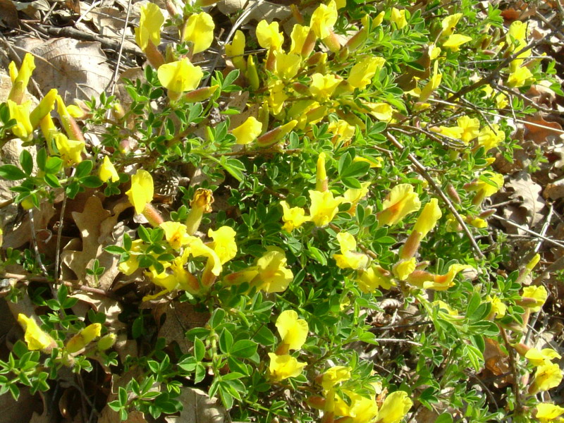 Cytisus hirsutus / Citiso peloso